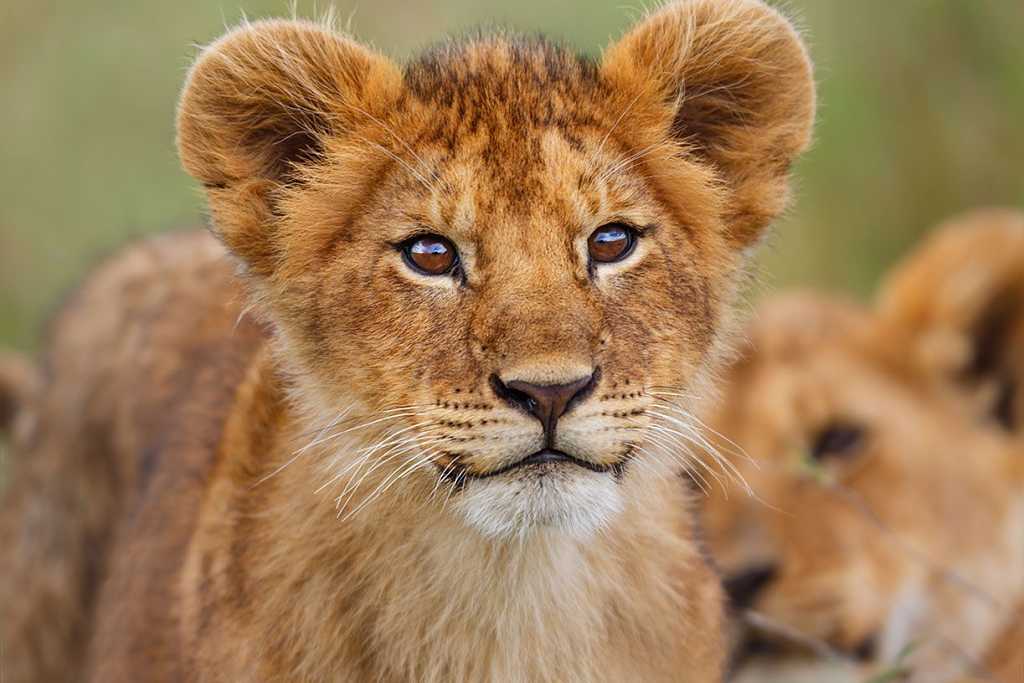 Safari Simba Caryvan Opt